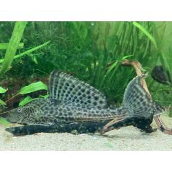 Zeilvin pleco / Pterygoplichthys gibbiceps