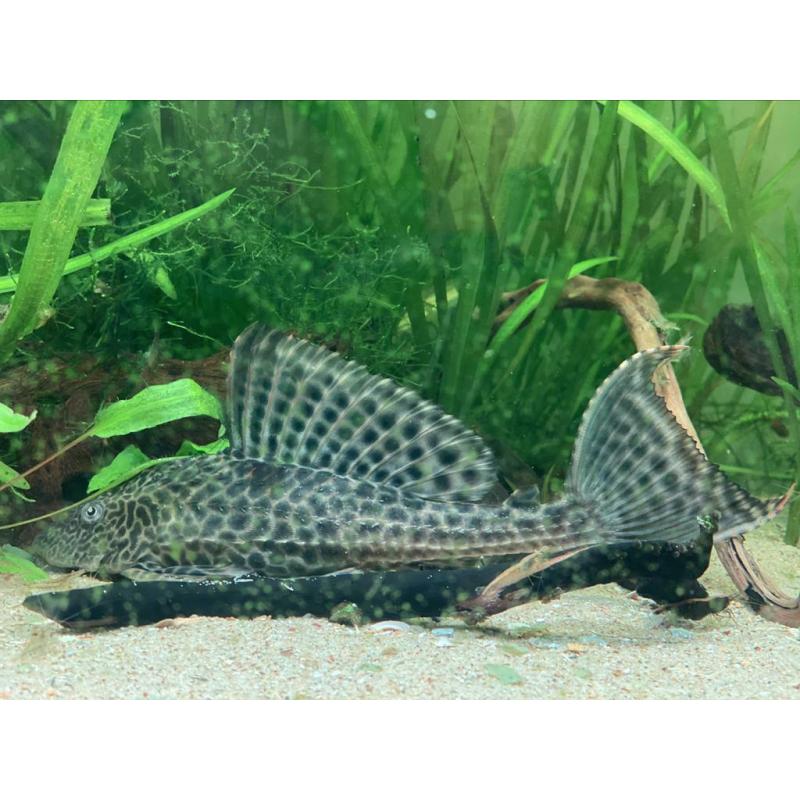 Zeilvin pleco / Pterygoplichthys gibbiceps