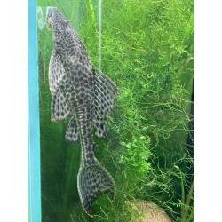 Zeilvin pleco / Pterygoplichthys gibbiceps