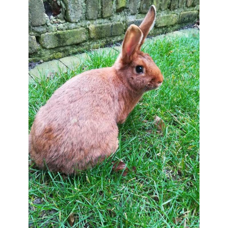 Vaal van Bourgondië x black and tan