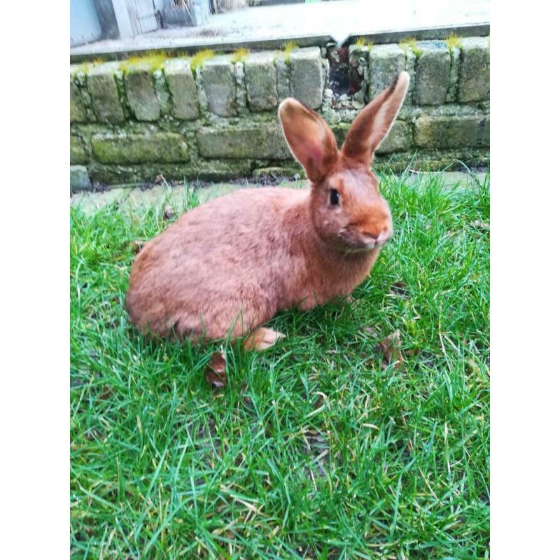 Vaal van Bourgondië x black and tan